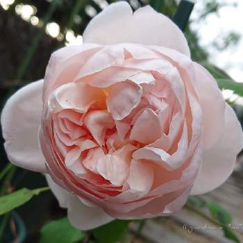 アンブリッジローズの画像 by *mi*さん | 小さな庭とアンブリッジローズとバラの庭と庭に咲く花と薔薇のある暮らし♡と鉢植えと鉢薔薇と花のある暮らしと薔薇♪とER