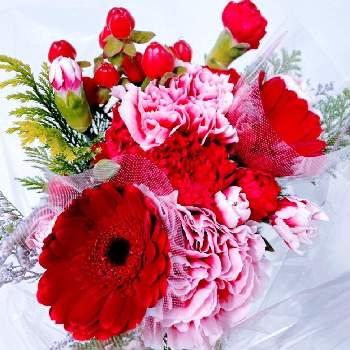 ヒペリカム赤の投稿画像一覧 Greensnap グリーンスナップ