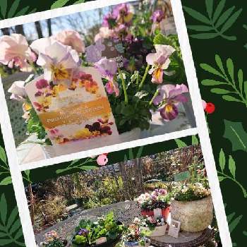 好きな花色の画像 by のりりんの森さん | 花日和オリジナル　ミミ・ラパンとオールドコレクション　プリムラジュリアンと花日和オリジナル　ミミ・ラパンと大好きなお花達とマイガーデンと癒やされますと花いろいろと花のある暮らしと好きな花色