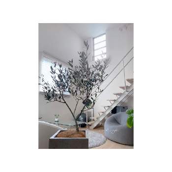 オリーブの樹の画像 by ++ Mysteron ++さん | インテリアとプレゼント♡とオリーブ！とオリーブの樹