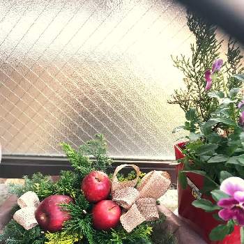ヒムロスギの画像 by のんきママさん | アプローチとヒバとヒムロスギと姫りんごと季節を感じる♪とクリスマス装飾とフラワーアレンジメントと花のある暮らしと癒され空間とクリスマスアレンジ