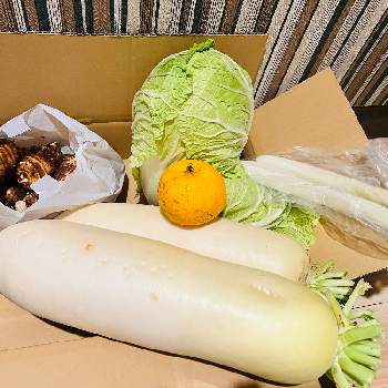 里芋の画像 by barbossa バルボッサさん | 里芋と白菜と大根と柚子とねぎとiPhone撮影とスマホ撮影