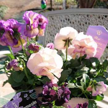 好きな花色の画像 by のりりんの森さん | 宿根ネメシア　エッセンシャル　ブラックベリーとダブル咲きパンジー ’ フェアリーチュール 'と大好きなお花達とマイガーデンとたまらんღと綺麗だなぁと好きな花色