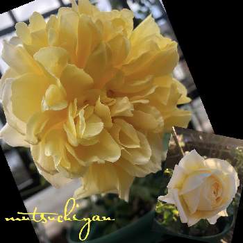 愛しいの画像 by mutsuchiyanさん | 小さな庭とバラと冬のバラと薔薇好きと癒しと愛しいとありがとうと美しいと休日のひと時とガーデニングと小さな小さな庭と花のある暮らしと薔薇♪と頑張るばい！熊本！と薔薇の花