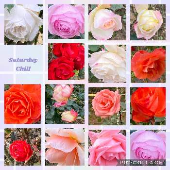 薔薇が好きです♡の画像 by 花が好きさん | お出かけ先と京都府立植物園の薔薇♡とキュンキュン乙女倶楽部とみんなが幸せに〜〜♡と薔薇愛同盟とありがとう♡とGSミニモニといい感じ♪♪とバラと夢CLUBととても癒される♡と薔薇が好きです♡と花のある暮らしと花が好きです♡♡♡と花の16年組♡とみんなが健康に〜〜♡と癒しの時間♡と可愛らしい♡