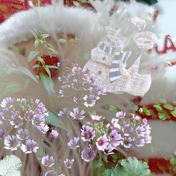 クリスマス月間の画像 by samoanママさん | 小さな庭とクリスマス月間と最愛の友へ届けとはなのある暮らしと可愛らしいお花♡と今日のお庭と꒰ღ˘◡˘ற꒱かわゅ~と寄せ植え