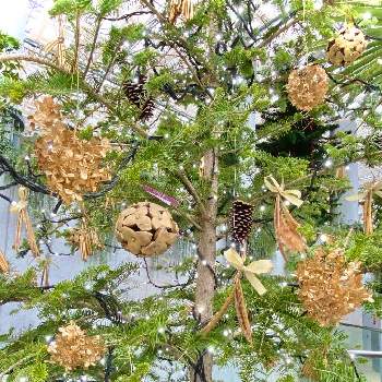 クリスマスツリー♡の画像 by UFOさん | お出かけ先ともみの木とクリスマスツリー♡とお出かけと国営明石海峡公園と目についた植物と2021年クリスマス