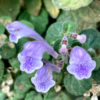 タツナミソウの画像 by たんぽぽさん | 小さな庭とタツナミソウと小さな花と紫色の花