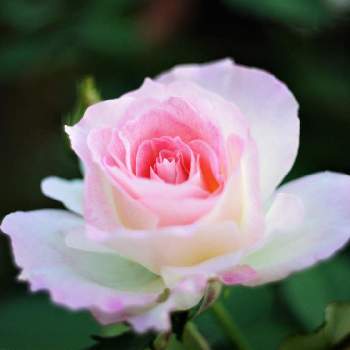 ピンク色のバラの画像 by XLCRさん | お出かけ先とバラとピンク色の花とピンク色のバラとばら バラ 薔薇