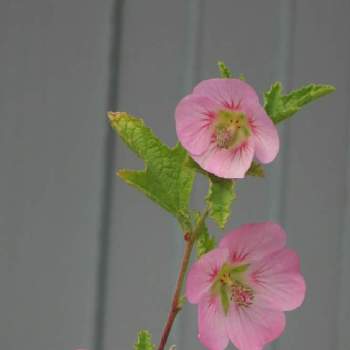 サクラアオイの投稿画像一覧 Greensnap グリーンスナップ