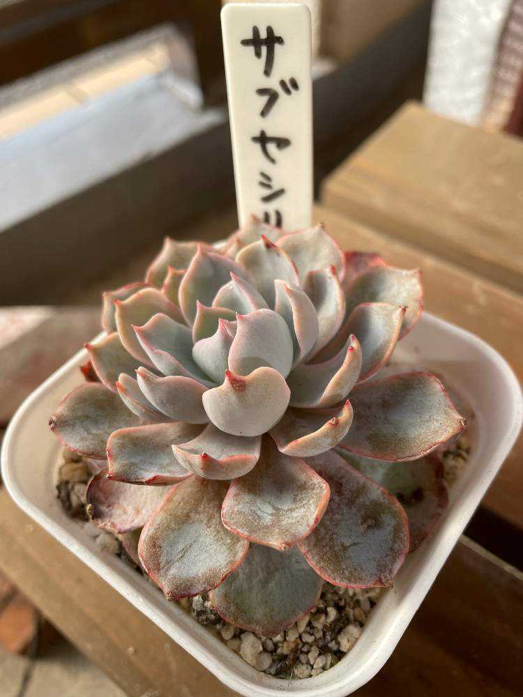 サブセシリス｜🍀GreenSnap（グリーンスナップ）