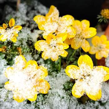 ビデンス ゴールデンエンパイアの画像 by Kumin✿︎さん | 小さな庭とビデンス ゴールデンエンパイアと花のある暮らしと富山支部とおうち園芸