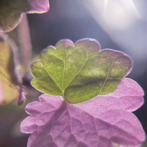 葉っぱ,植木鉢,紅葉（こうよう）,紅葉した葉っぱ,桜色の画像