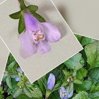 美しき小さな雑草の花図鑑の投稿画像一覧 Greensnap グリーンスナップ