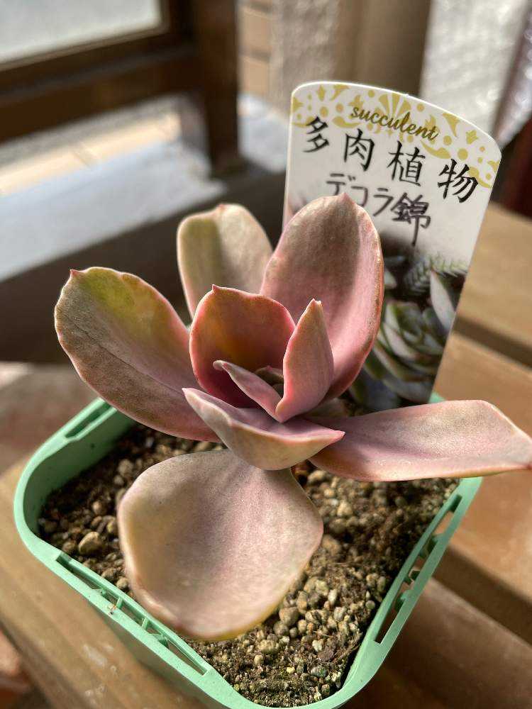 デコラ錦｜🍀GreenSnap（グリーンスナップ）