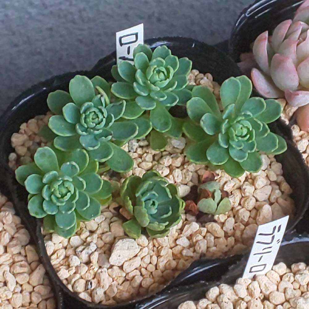 多肉植物　ローズセダム　パキクラドス　セダム カット苗　8カット 411 ローズセダムの生長記録 2022.06.14更新｜🍀GreenSnap（グリーン