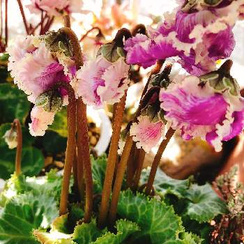 大栄花園の投稿画像一覧 Greensnap グリーンスナップ