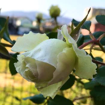 バラわかなの画像 by anneさん | 小さな庭とばら バラ 薔薇とバラわかなとおうち園芸と鉢植えとバラが好きとバラを楽しむ