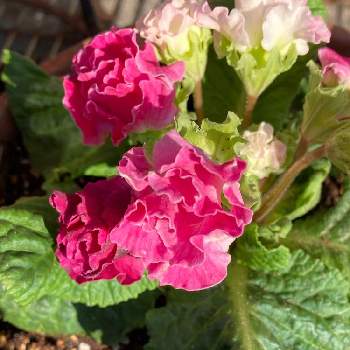 バラ咲きジュリアン・イチゴのミルフィーユの画像 by manabeさん | お出かけ先とバラ咲きジュリアン・イチゴのミルフィーユとバラ咲きジュリアン♡