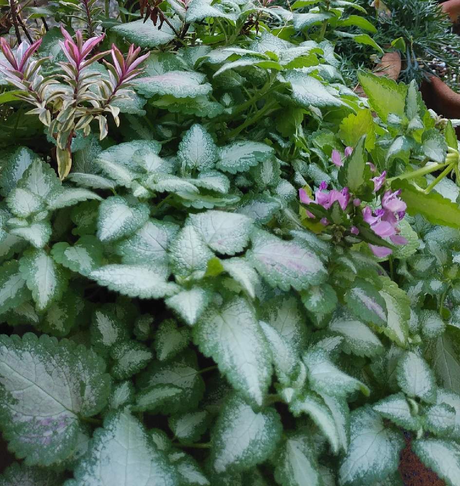 ラミウムの投稿画像 By Monchanさん 寒さに負けないとモリモリ と葉っぱとお家園芸とピンクのお花と鉢植えとガーデニングと小さな庭と寒さに負けないとモリモリ と葉っぱとお家園芸とピンクのお花と鉢植えとガーデニング 21月12月26日 Greensnap グリーン