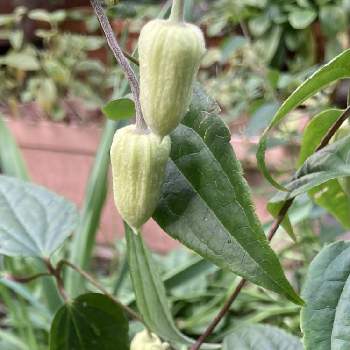 釣鐘型の花の投稿画像一覧 Greensnap グリーンスナップ