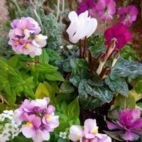 アリッサム,ネメシア,ハボタン,パンジー・ビオラ,ガーデンシクラメンの画像