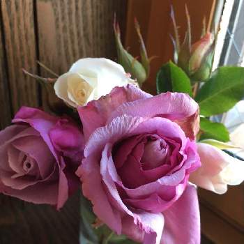 ファビュラス✨の画像 by あきこさん | 窓辺と薔薇  シークレットとばら バラ 薔薇とお家園芸と綺麗と薔薇ナエマと花いろいろと可愛いとバラ・ミニバラとシークレットパヒュームとファビュラス✨