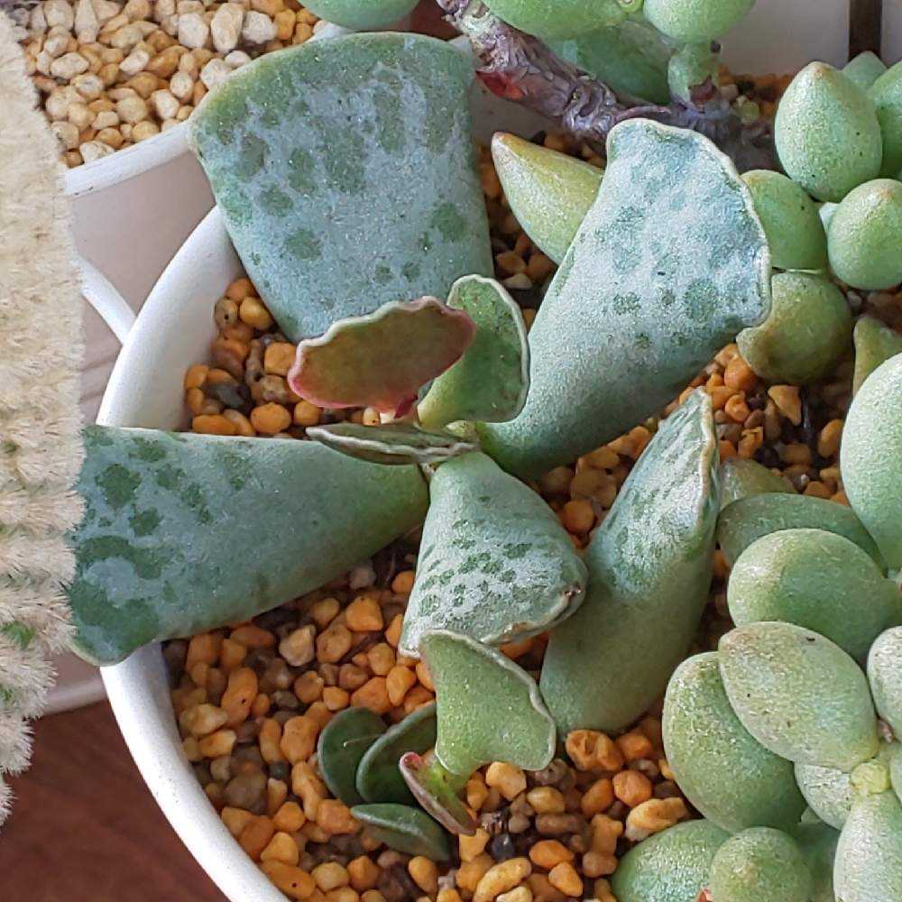 417 天錦章の生長記録 2022.06.09更新｜🍀GreenSnap（グリーンスナップ）