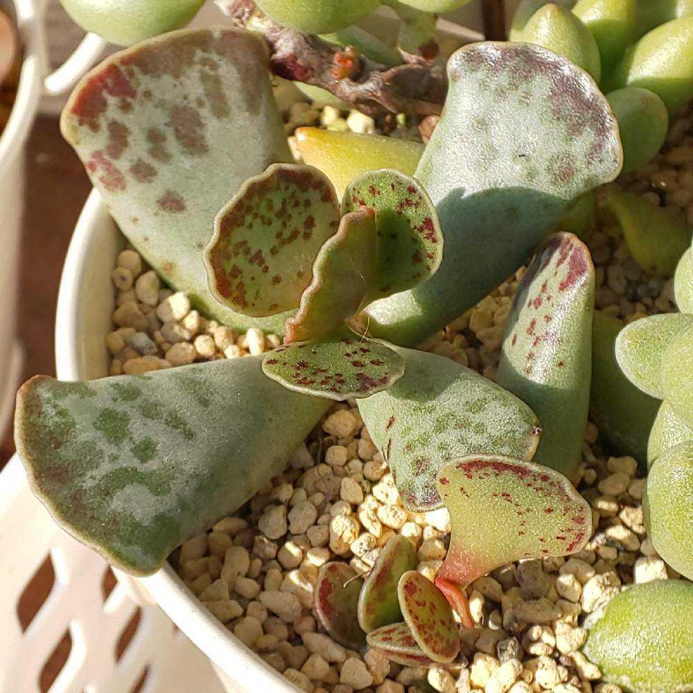 アメチス錦　確認お願い致します！。多肉植物 taniku200802i.jpg?fit=750,500&