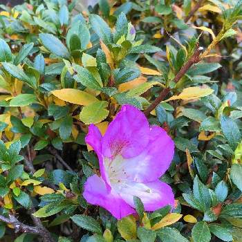 サツキ の投稿画像一覧 Greensnap グリーンスナップ