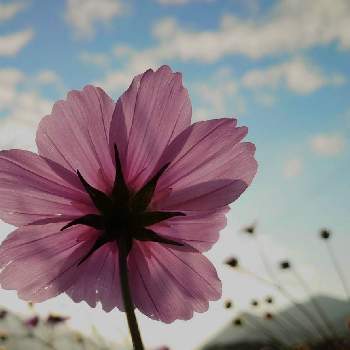 夕陽に照らされての画像 by Ryuさん | 夕陽に照らされてと癒しと❇キラキラ輝いて❇と慢性植中毒と綺麗な色♡と紫のお花