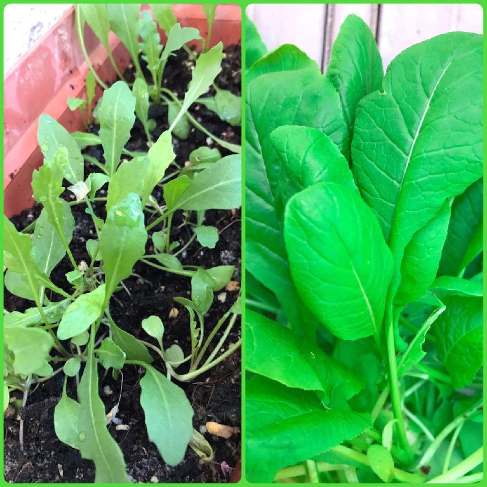 ルッコラ イタリア野菜 を楽しもう おまけに小松菜 9月編も Greensnap グリーンスナップ