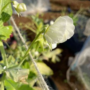 iPhone撮影,冬野菜,花が好き❤,畑の画像