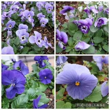 withグリーンの画像 by siestaさん | ビオラとパンジーと紫の花と青い花とお花見散歩とwithグリーン