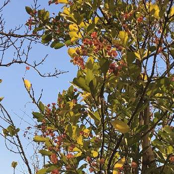 ニシキギ科の画像 by むらさきさん | お出かけ先とマサキの実とニシキギ科と常緑小高木
