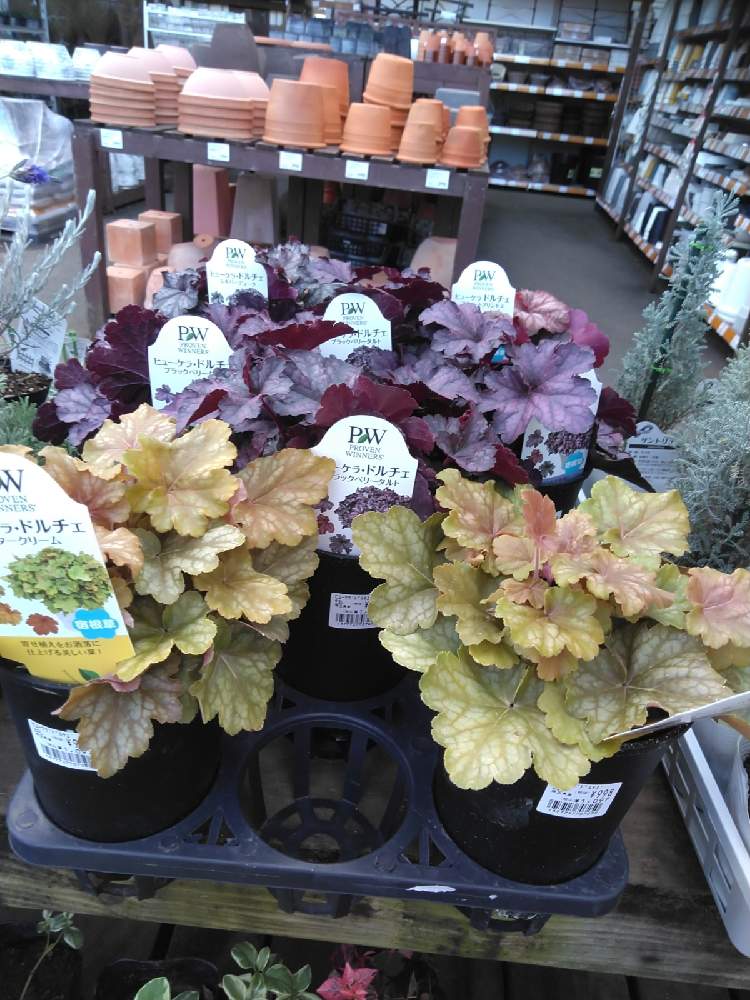 Pwの苗でアプローチを造る 実家 Greensnap グリーンスナップ