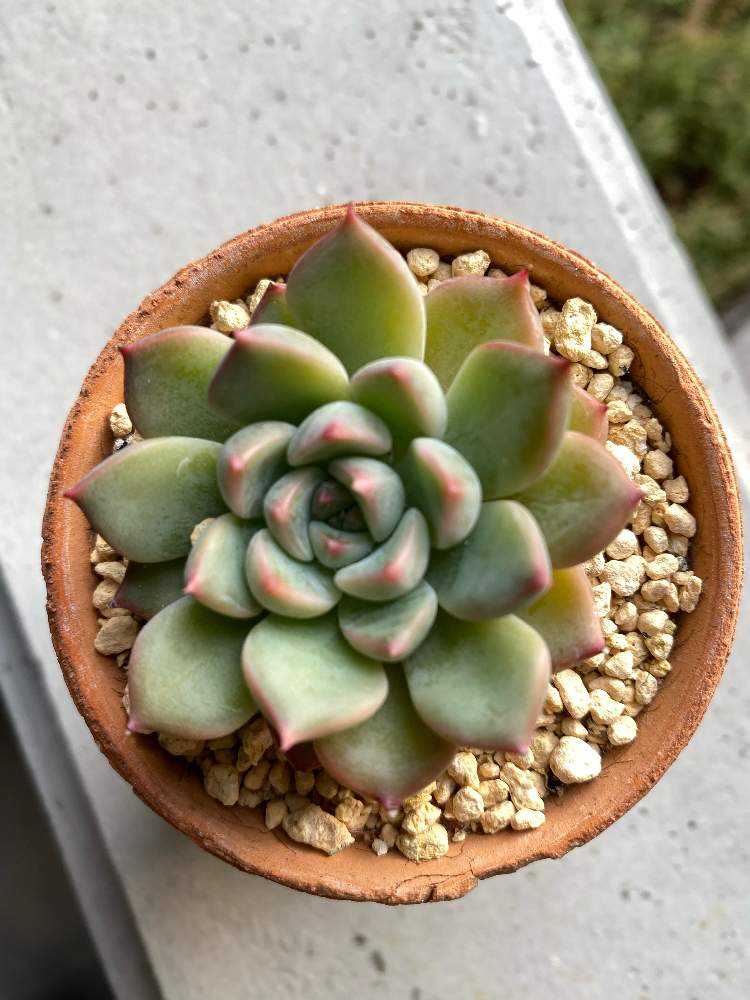 メキシコミニマ×静夜 観葉植物