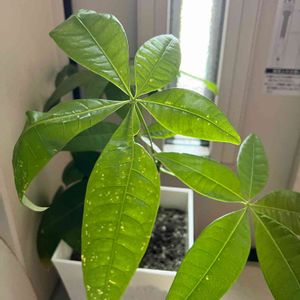 観葉植物,100均観葉植物, パキラ,玄関の画像