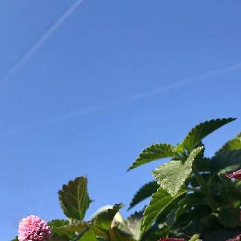 飛行機雲の画像 by 京紫さん | ポリゴナム（ヒメツルソバ）とポリゴナムと飛行機雲と青空と植物❤︎とちっちゃいものクラブとピンク色の花と❥植物❥空模様❥コラボ❥とかわいいといやし♪と青空とiPhone撮影と雲仲間