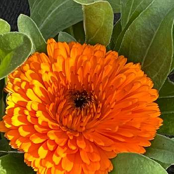 亀戸中央公園の画像 by まあみさん | お出かけ先とキンセンカとカレンデュラとお散歩の途中とキク科と美しいと亀戸中央公園と綺麗と月曜日にビタミンカラーと可愛いとオレンジ色のお花