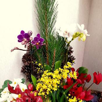 冬模様の画像 by アンジェラさん | 玄関と季節の花とおうち園芸と冬模様と季節の寄せ植えとはなのあるくらし