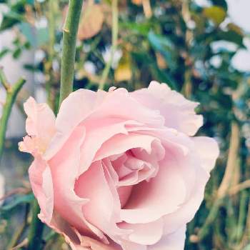 ラマリエの画像 by エリカさん | 小さな庭とスマホ撮影と薔薇愛同盟とありがとう❤️とおうち園芸と美しいと綺麗とナチュラルスタイルと花のある暮らしとラマリエ