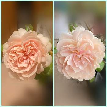 2021 GSでバラ園の画像 by PRoseさん | 玄関とバラ ガーデンオブローゼズと薔薇♡とプチガーデニングと薔薇愛同盟と2021 GSでバラ園と花のある暮らしと薔薇のある人生