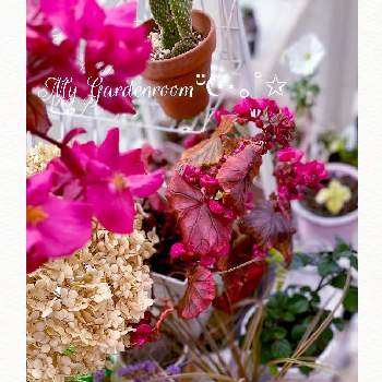 よい香りの画像 by Ray-foさん | テラスとアロマティカスとベゴニア ピーターソンとプレクトランサス・モナラベンダーとキンエボシとアナベル　ドライフラワーとカラーリーフとグラスとカラフルとガーデンルームと多肉と植物と冬に貴重な花とよい香りと紅葉（こうよう）と赤い花と可愛いと寄せ鉢とお花好きとドライフラワー