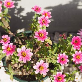 ジニア百日草の画像 by あきさん | 小さな庭とピンクの花と鉢植えとガーデニングと花のある暮らしとジニア百日草