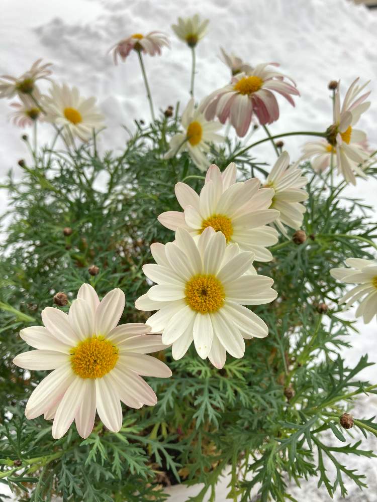 マーガレットシンプリーコーラルの投稿画像 by なごこさん｜われら17年組とPWとガーデリンクと花のある暮らしとPW