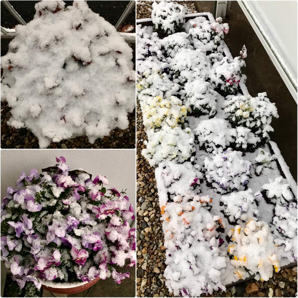 ラ ヴィオラ ブルー コメリ の投稿画像 By さきざるさん ラ ヴィオラ ラベンダーピンク コメリ とラ ヴィオラ レッド コメリ とラ ヴィオラ さきざるとビオラ パンジーとビオラ とお花 3年生 さきざるとラ ヴィオラと花のある暮らしとさきざる花壇 と大好き