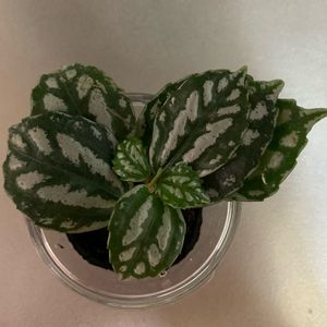 ピレア,観葉植物,100均,100均観葉植物,インテリアの画像