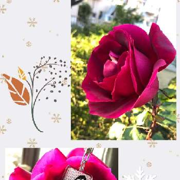 薔薇が好きの画像 by ゆーゆさん | 小さな庭と薔薇と大人の着せ替え人形とお散歩ちゃんキーホルダーと可愛い❤と赤い花マニアと薔薇が好きと月曜日にはバラをと大人の着せ替え人形*とGSに感謝。とお散歩ちゃん♡