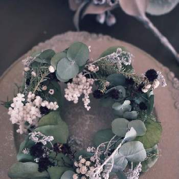 コチア の一覧 Greensnap グリーンスナップ